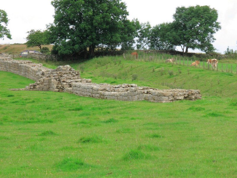 Hadrians Wall And Some Cows