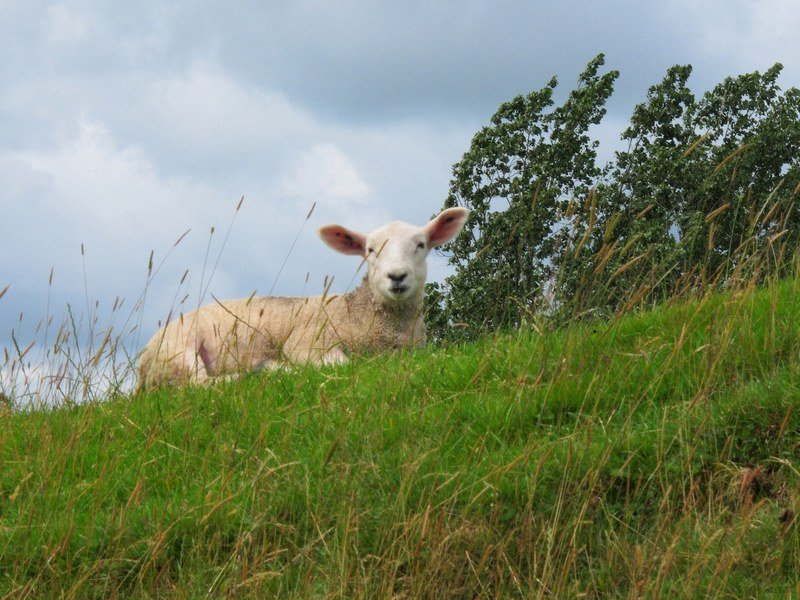 Hadrians Wall Path