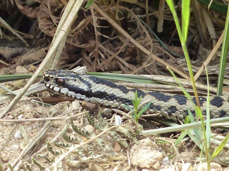 Adder