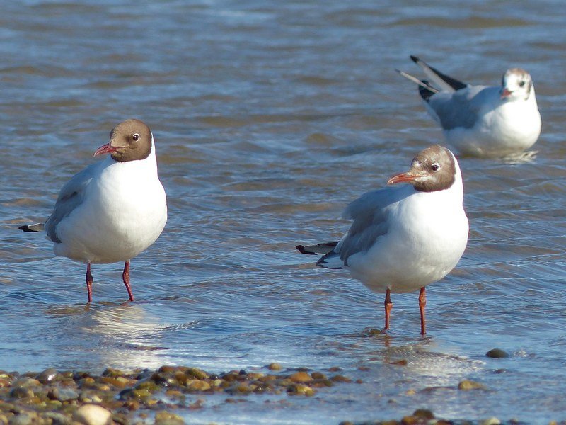 Seagulls