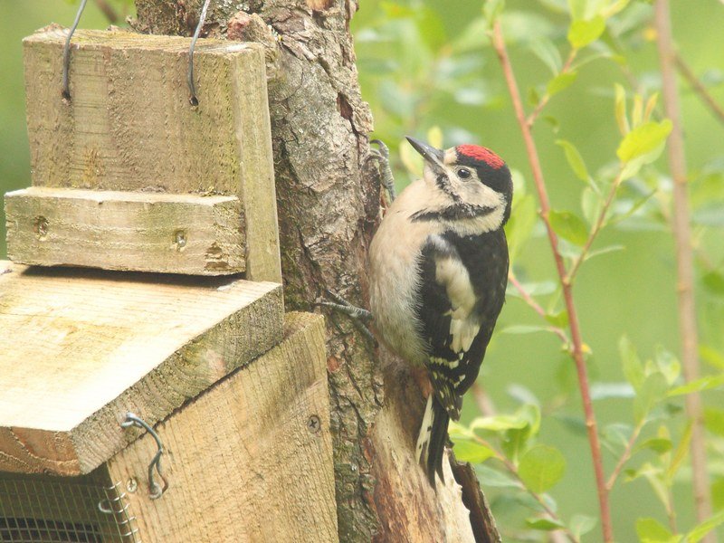 Woodpecker