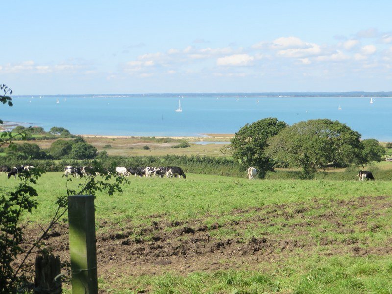 Cows Near Cowes